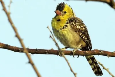 Barbetto pettogiallo