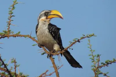 Bucero beccogiallo