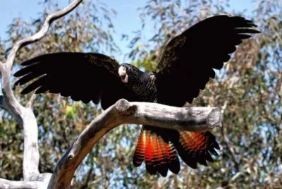 Cacatua nero con codarossa