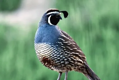 Callipepla californica jigsaw puzzle