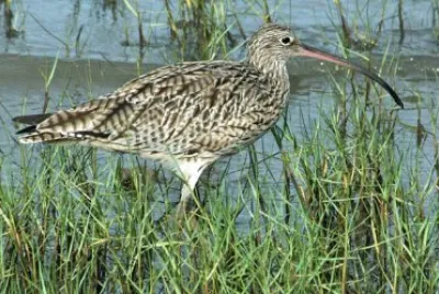 Chiurlo orientale