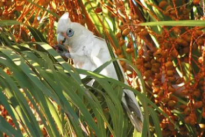 Corella occidentale jigsaw puzzle