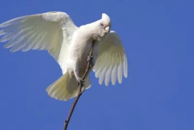 Corella minore jigsaw puzzle