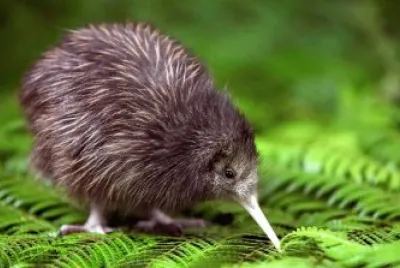 Kiwi
