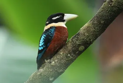 Kukaburra panciarossiccia