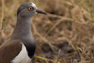 Pavocella del Senegal