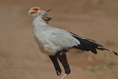 Segretario