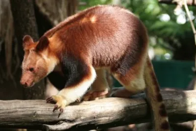 Canguro arboricolo jigsaw puzzle