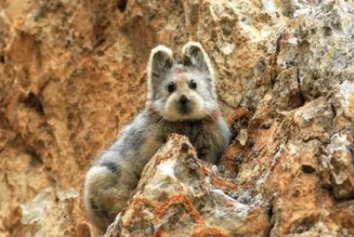 Pika di ili jigsaw puzzle