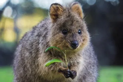 Quokka jigsaw puzzle