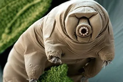Tardigrade jigsaw puzzle