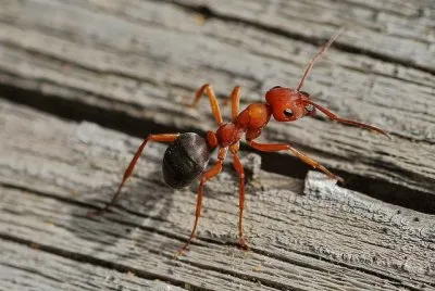 Formica rossa