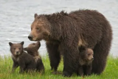 Orso grizzly