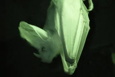 Pipistrello fantasma jigsaw puzzle