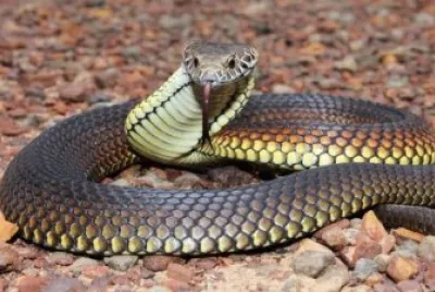 Serpente tigre jigsaw puzzle