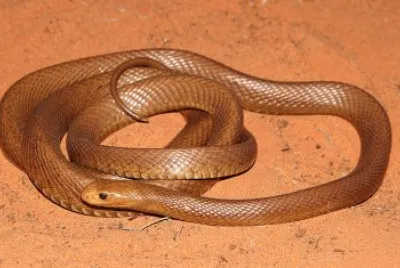 Taipan jigsaw puzzle