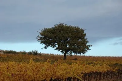 Lirac, Gard, France