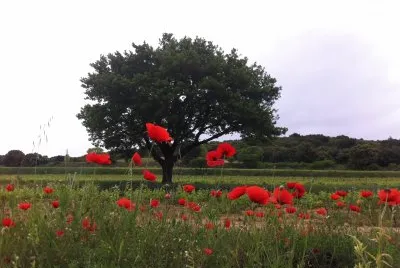 Lirac, Gard, France