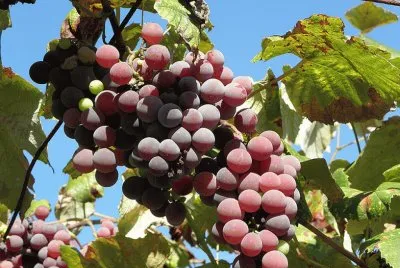 Uvas