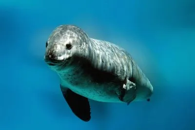 Foca leopardo
