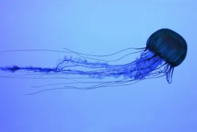 Medusa scatola