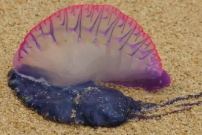 Medusa blue bottle