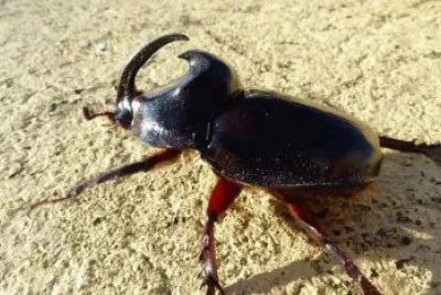 Scarabeo rinoceronte