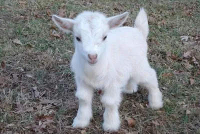 Capra pigmeo