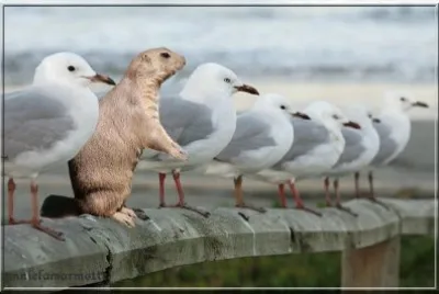 dÃ©collage
