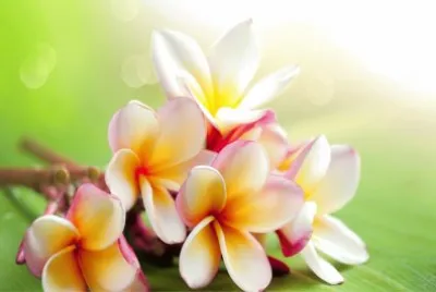 èŠ±æ¡Œå¸ƒ