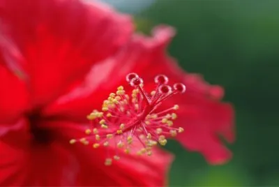 èŠ±æ¡Œå¸ƒ