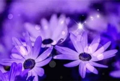 פאזל של èŠ±æœµ