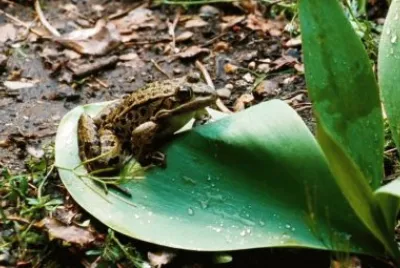 frog