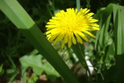 Diente de leÃ³n