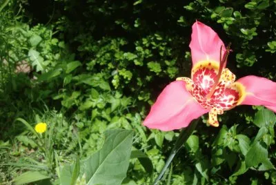 Dos flores