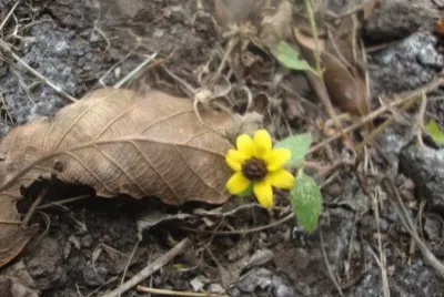 Flor amarilla