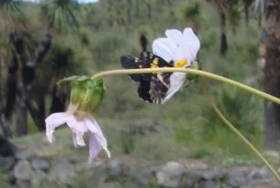 Mariposa en flor