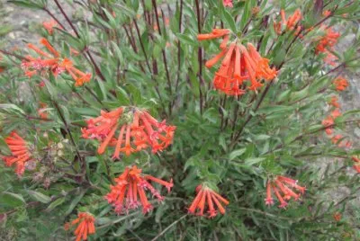 Flor tubular