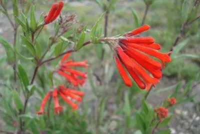 Flor tubo