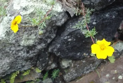 En las rocas