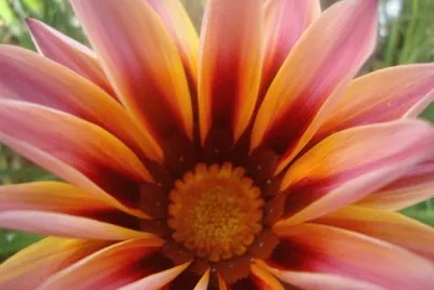 Hermosa flor