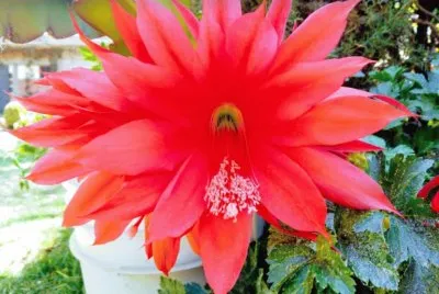 Flor de cactus