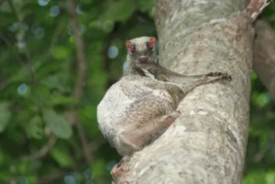 Colugo della Sonda jigsaw puzzle