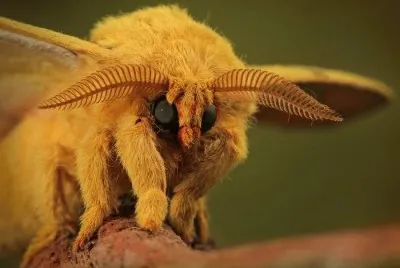 Falena barboncino venezuelana