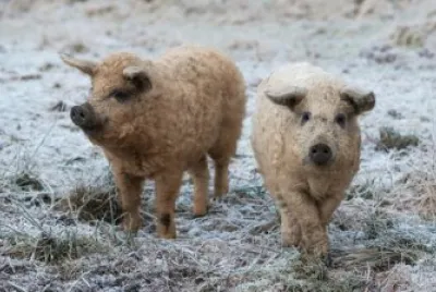 Mangalica