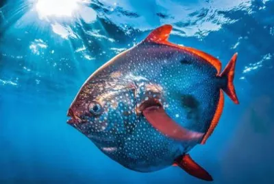 Pesce re jigsaw puzzle