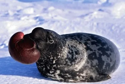 Foca dal cappuccio