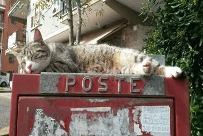 c  'Ã¨ gatta per te!