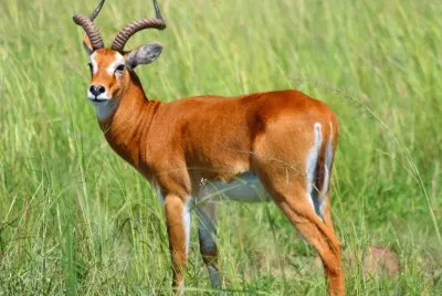 Kob