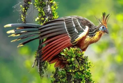 Hoatzin